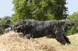 BOUVIER DES FLANDRES 012